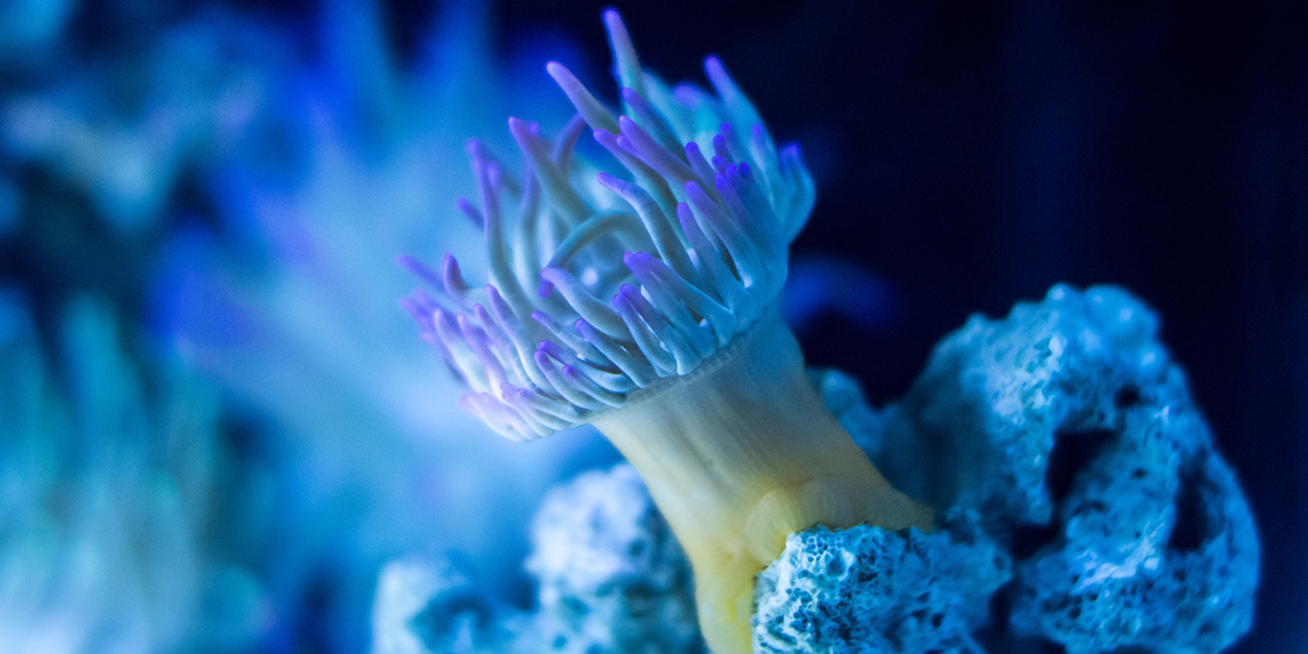 Underwater ocean vegetation